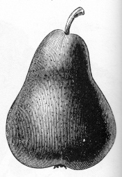 Pear